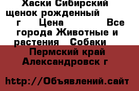 Хаски Сибирский (щенок рожденный 20.03.2017г.) › Цена ­ 25 000 - Все города Животные и растения » Собаки   . Пермский край,Александровск г.